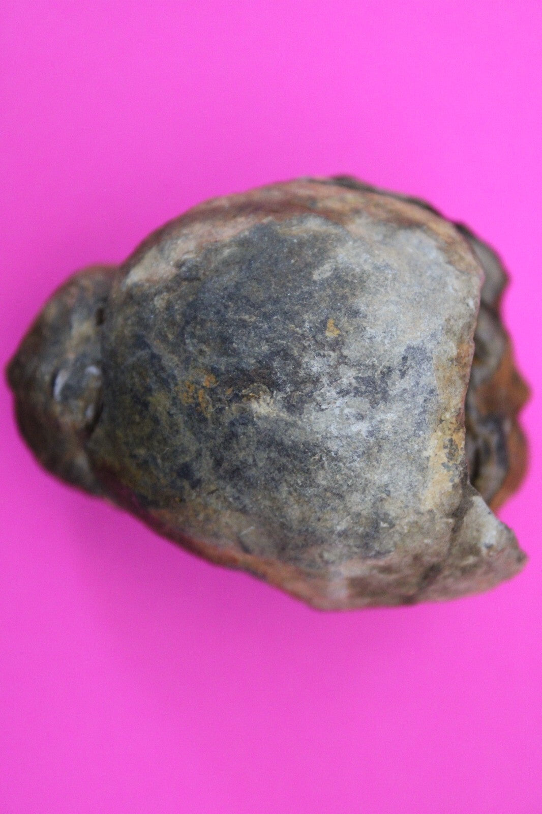 Authentic Trilobite Geode Real Fossil 450 Million Years Old Dinosaur Girl COA 11