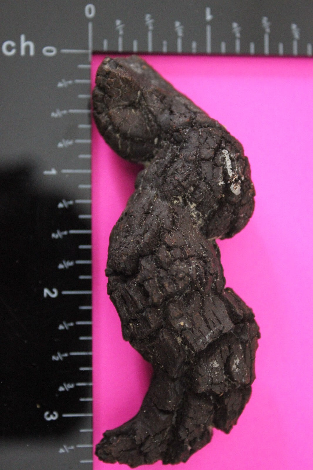 Giant Lizard Poop 5 Million Years Old Genuine Real Fossil Dinosaur Girl COA S22