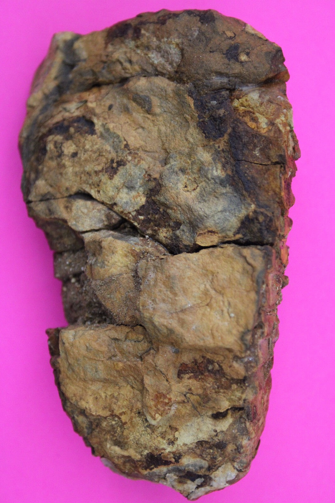 Authentic Trilobite Fossil 450 Million Years Old Genuine Dinosaur Girl COA 09