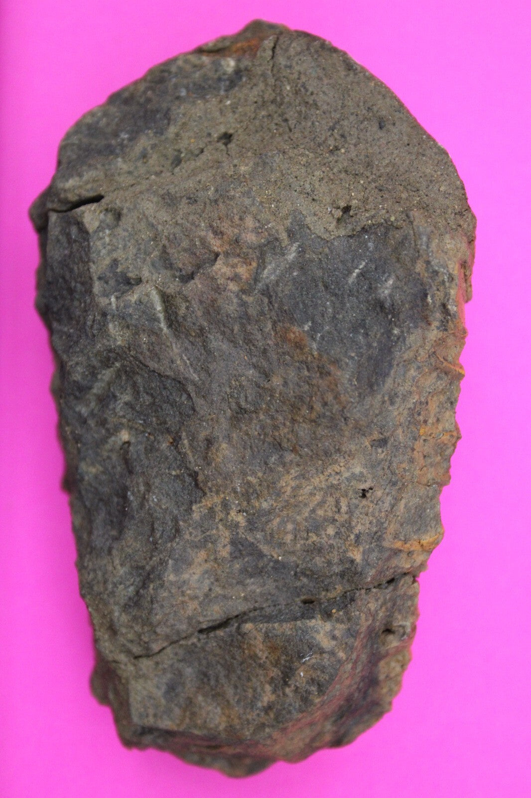 Authentic Trilobite Fossil 450 Million Years Old Genuine Dinosaur Girl COA 14