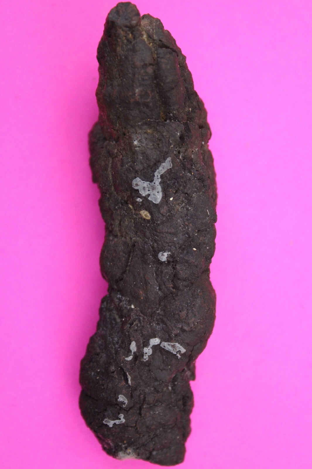 Giant Lizard Poop 5 Million Years Old Coprolite Genuine Fossil Dino Girl COA L21