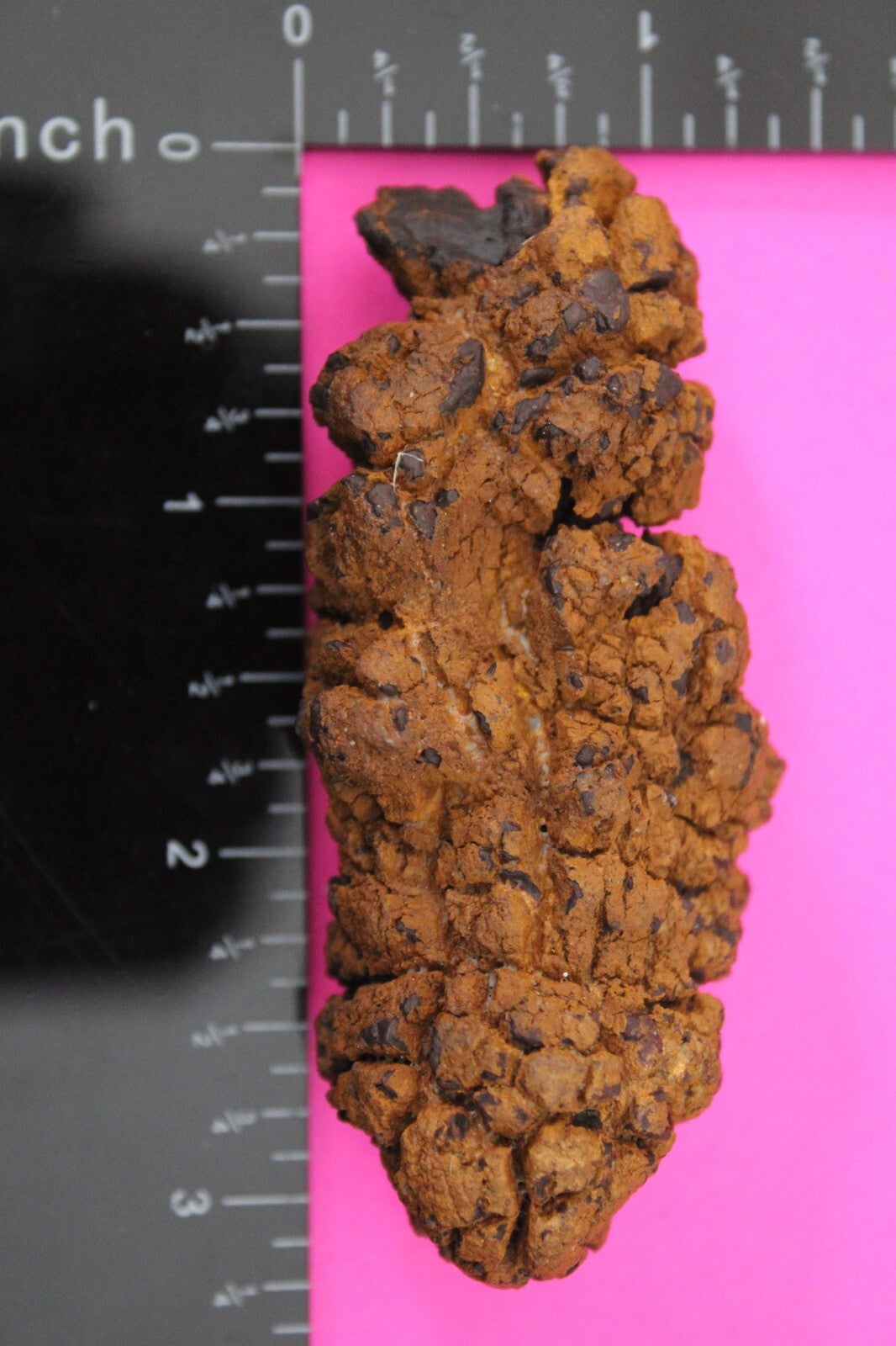Giant Lizard Poop 5 Million Years Old Genuine Real Fossil Dinosaur Girl COA S56