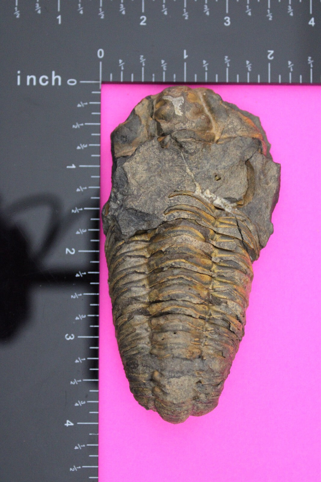 Authentic Trilobite Fossil 450 Million Years Old Genuine Dinosaur Girl COA 06