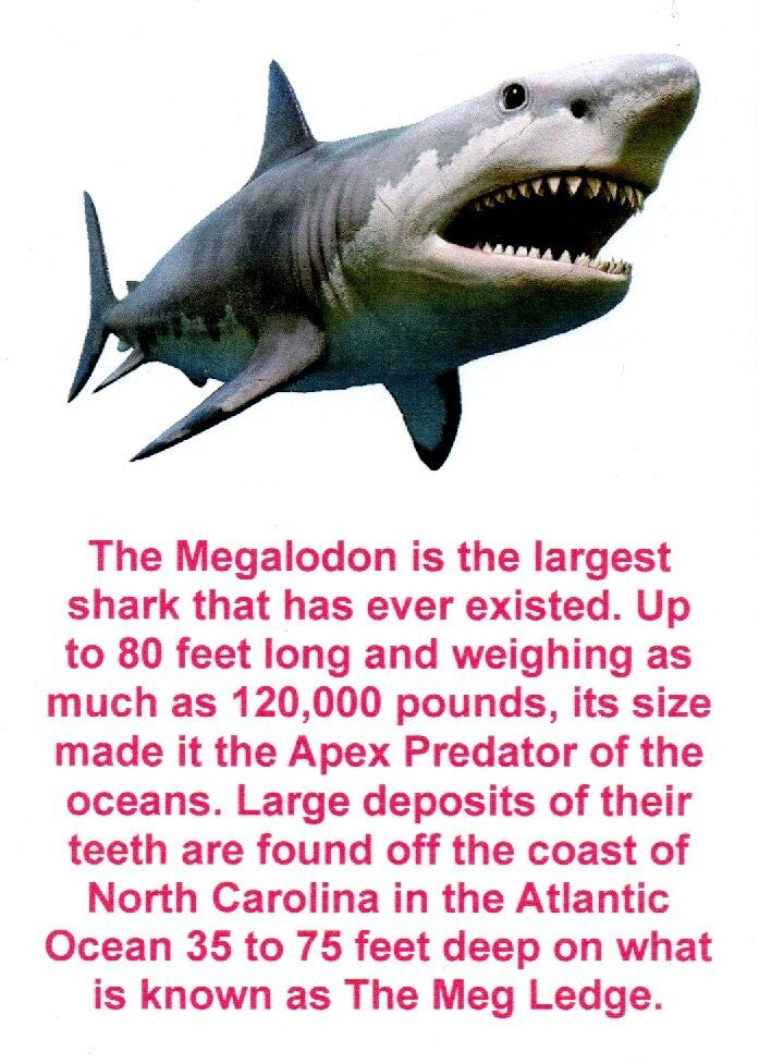 Authentic Megadolon Shark Tooth 3.75 Inch 88 Grams Fossil Dinosaur Girl COA M58