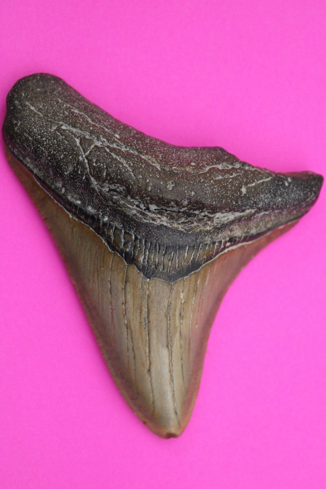 Authentic Megadolon Shark Tooth 3.55 Inch 76 Grams Fossil Dinosaur Girl COA M36
