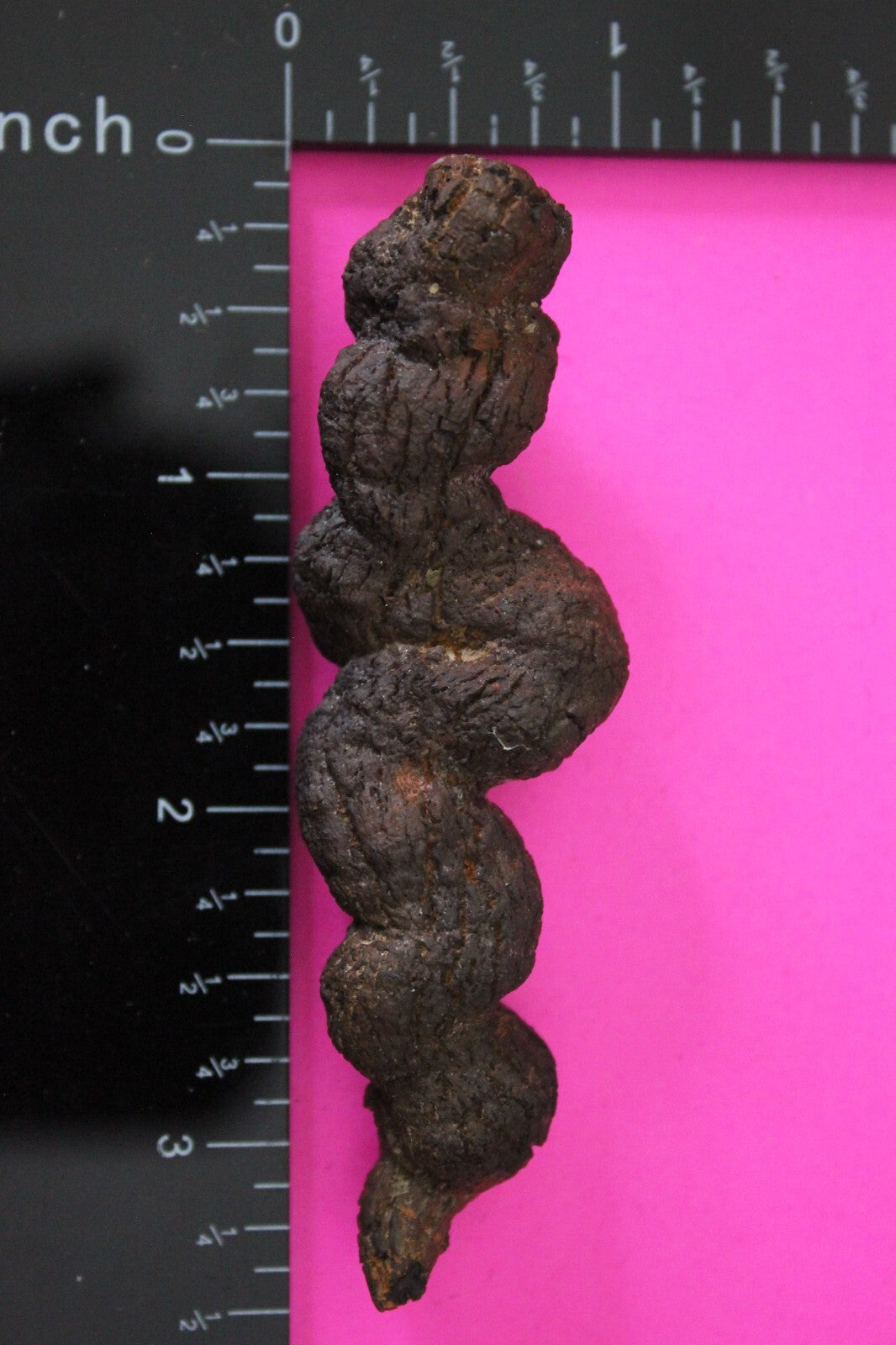 Giant Lizard Poop 5 Million Years Old Genuine Real Fossil Dinosaur Girl COA S52