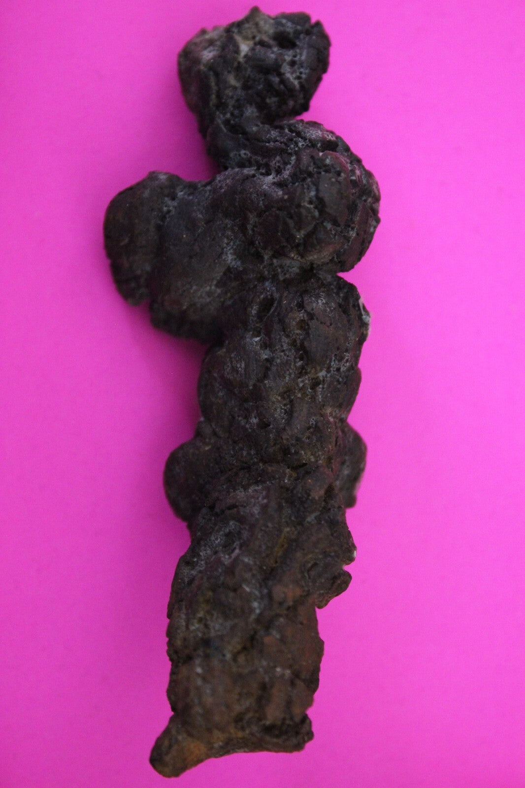 Giant Lizard Poop 5 Million Years Old Genuine Real Fossil Dinosaur Girl COA S15