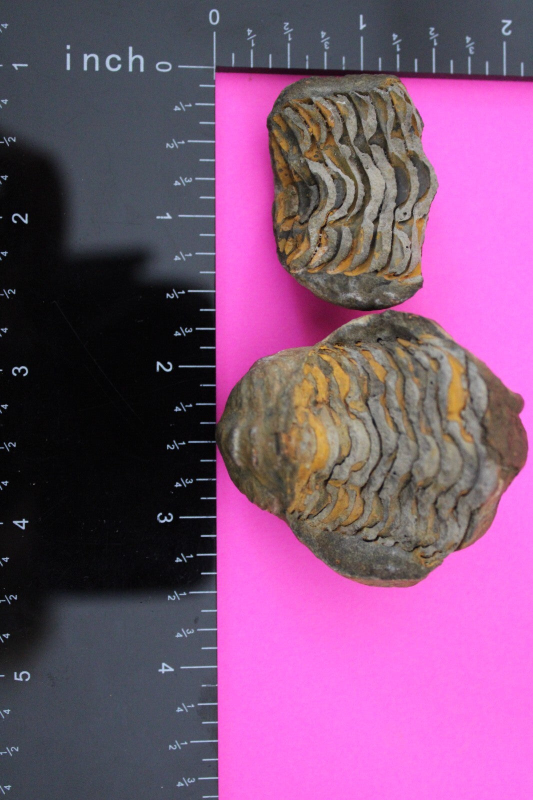 Authentic Trilobite Geode Real Fossil 450 Million Years Old Dinosaur Girl COA 04