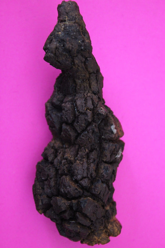 Giant Lizard Poop 5 Million Years Old Genuine Real Fossil Dinosaur Girl COA S12