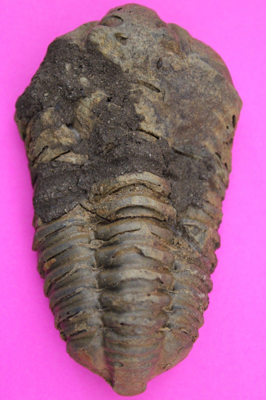 Authentic Trilobite Fossil 450 Million Years Old Genuine Dinosaur Girl COA 58