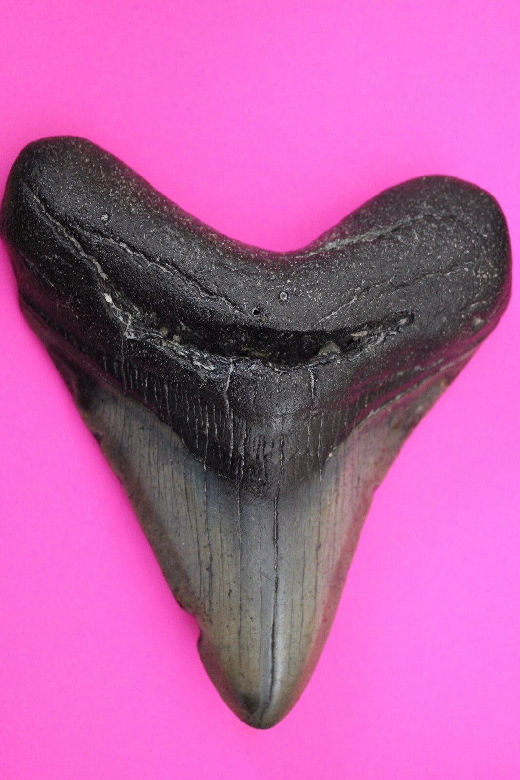 Authentic Megadolon Shark Tooth 4.29 Inch 179 Grams Fossil Dinosaur Girl COA M26