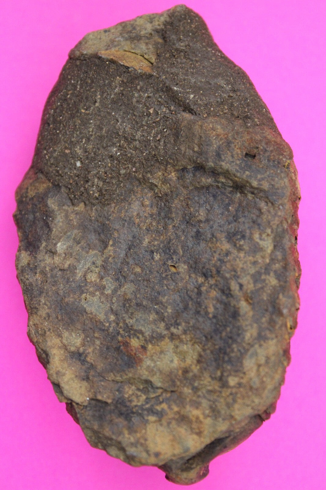 Authentic Trilobite Fossil 450 Million Years Old Genuine Dinosaur Girl COA 12