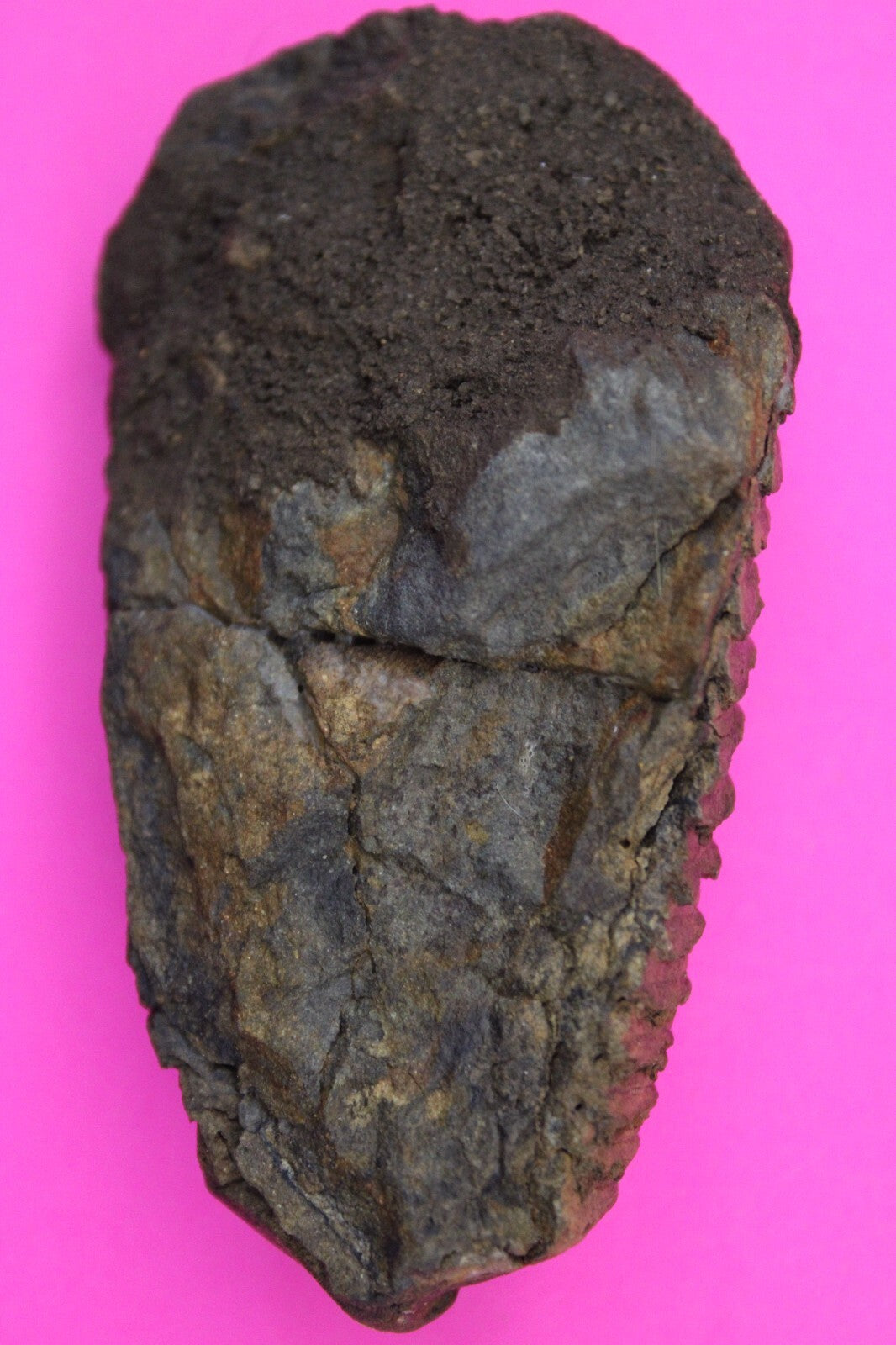 Authentic Trilobite Fossil 450 Million Years Old Genuine Dinosaur Girl COA 86