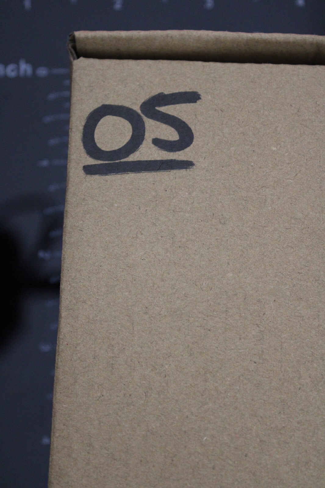 Authentic Trilobite Fossil 450 Million Years Old Genuine Dinosaur Girl COA 05