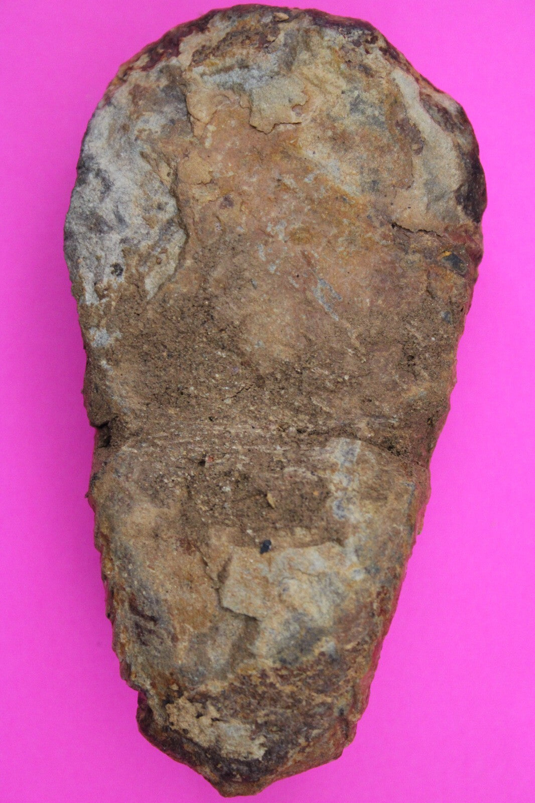 Authentic Trilobite Fossil 450 Million Years Old Genuine Dinosaur Girl COA 10