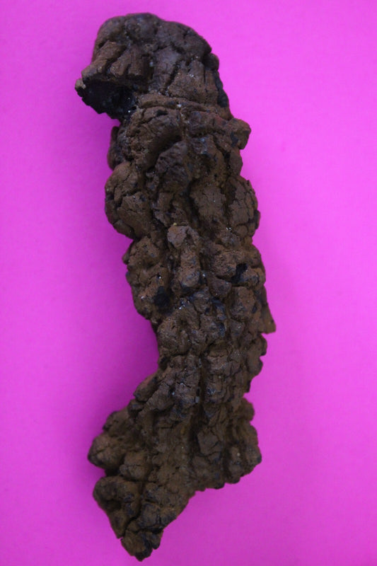 Giant Lizard Poop 5 Million Years Old Genuine Real Fossil Dinosaur Girl COA S41