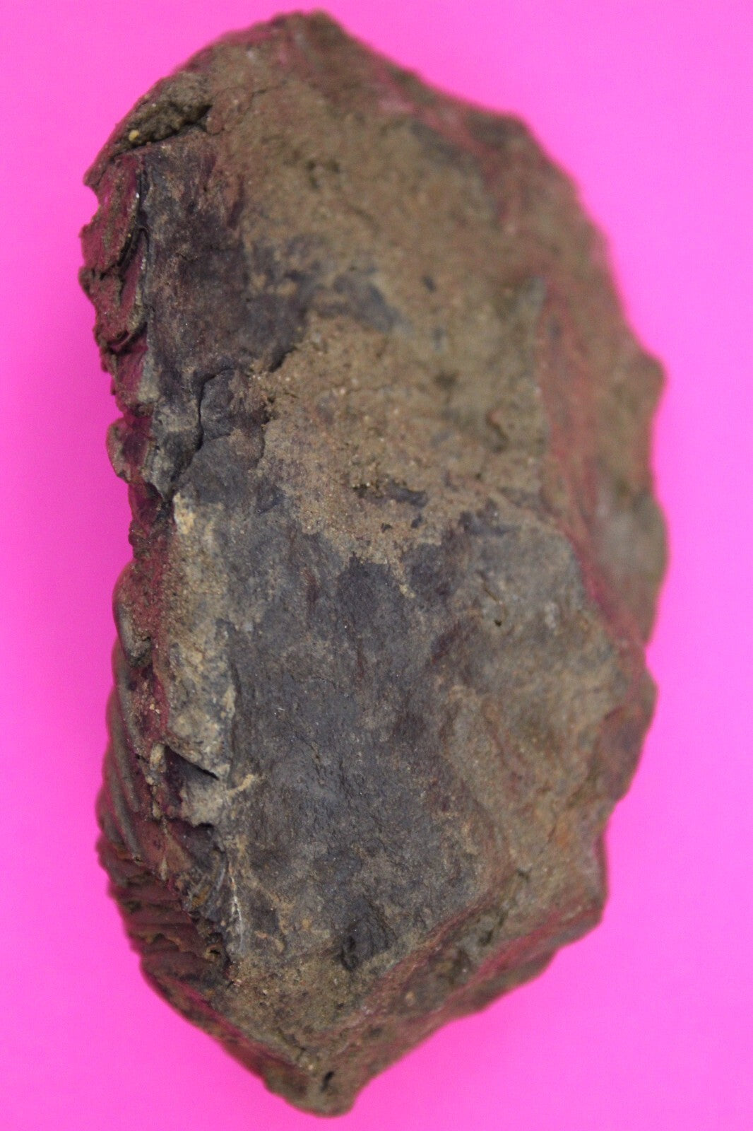 Authentic Trilobite Fossil 450 Million Years Old Genuine Dinosaur Girl COA 73