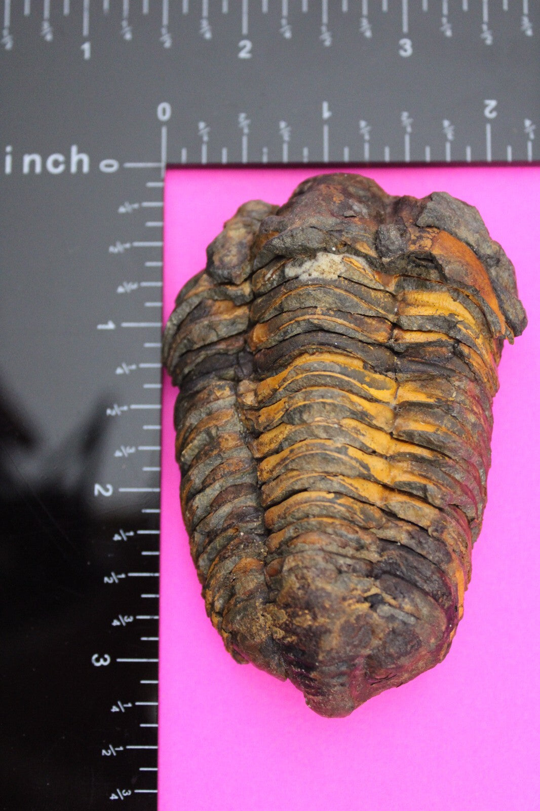 Authentic Trilobite Fossil 450 Million Years Old Genuine Dinosaur Girl COA 72