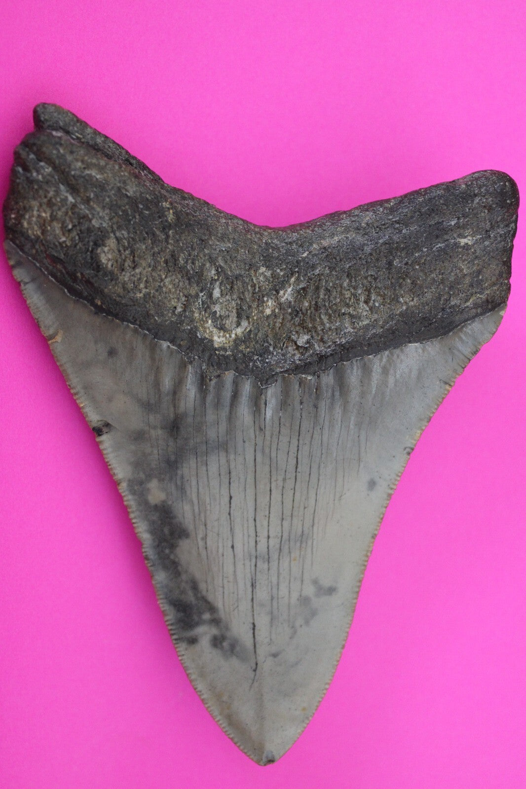 Authentic Megadolon Shark Tooth 4.37 Inch 123 Grams Fossil Dinosaur Girl COA M38
