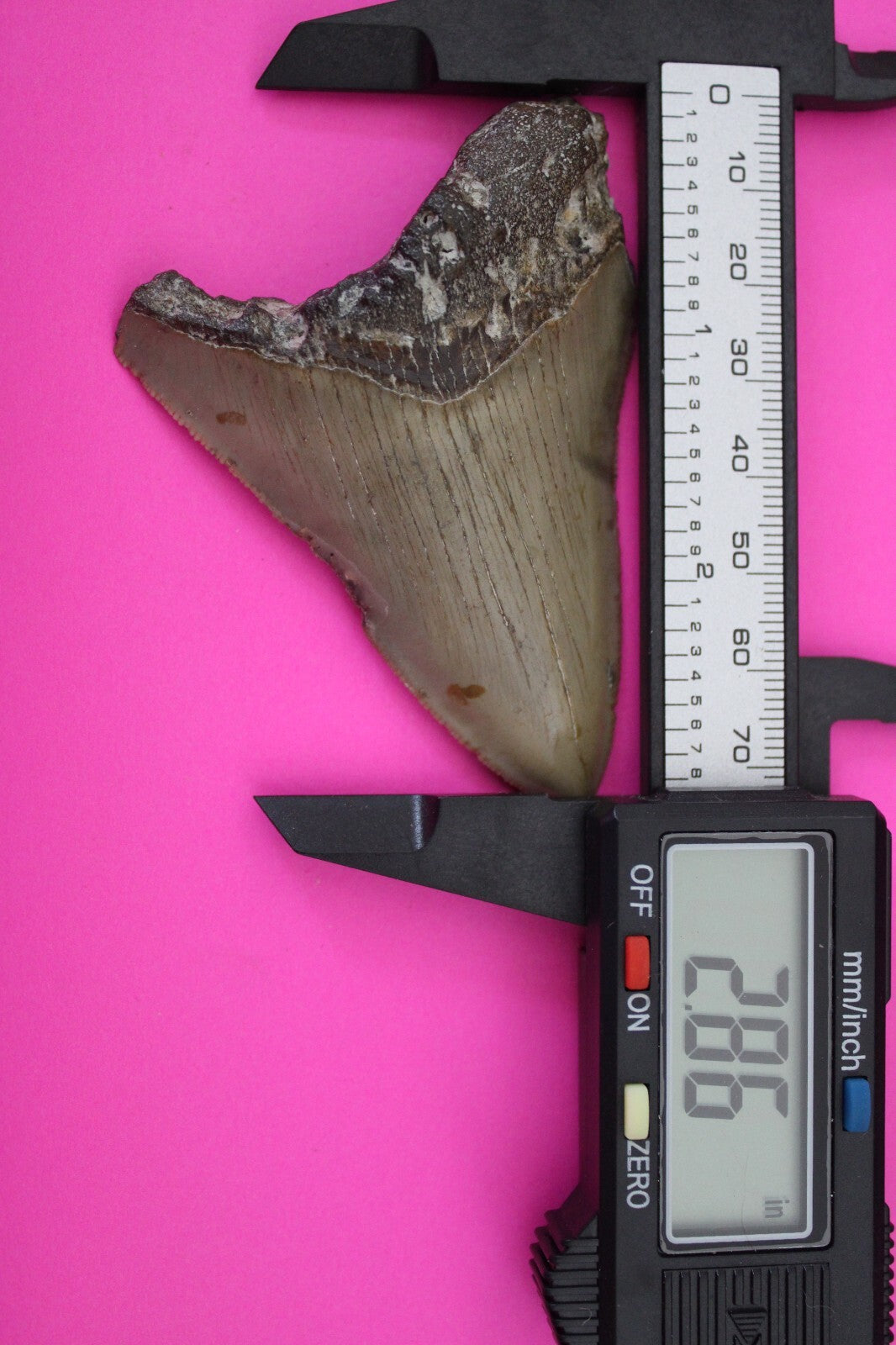 Authentic Megadolon Shark Tooth 2.86 Inch 43 Grams Fossil Dinosaur Girl COA M59