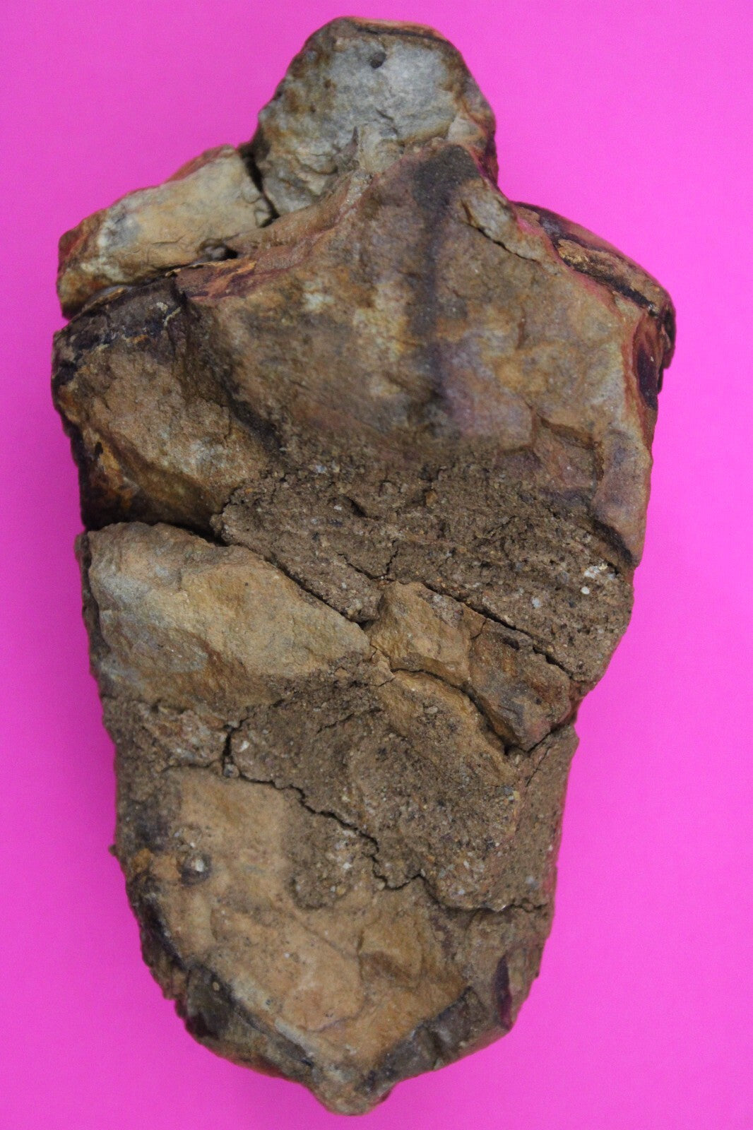 Authentic Trilobite Fossil 450 Million Years Old Genuine Dinosaur Girl COA 11