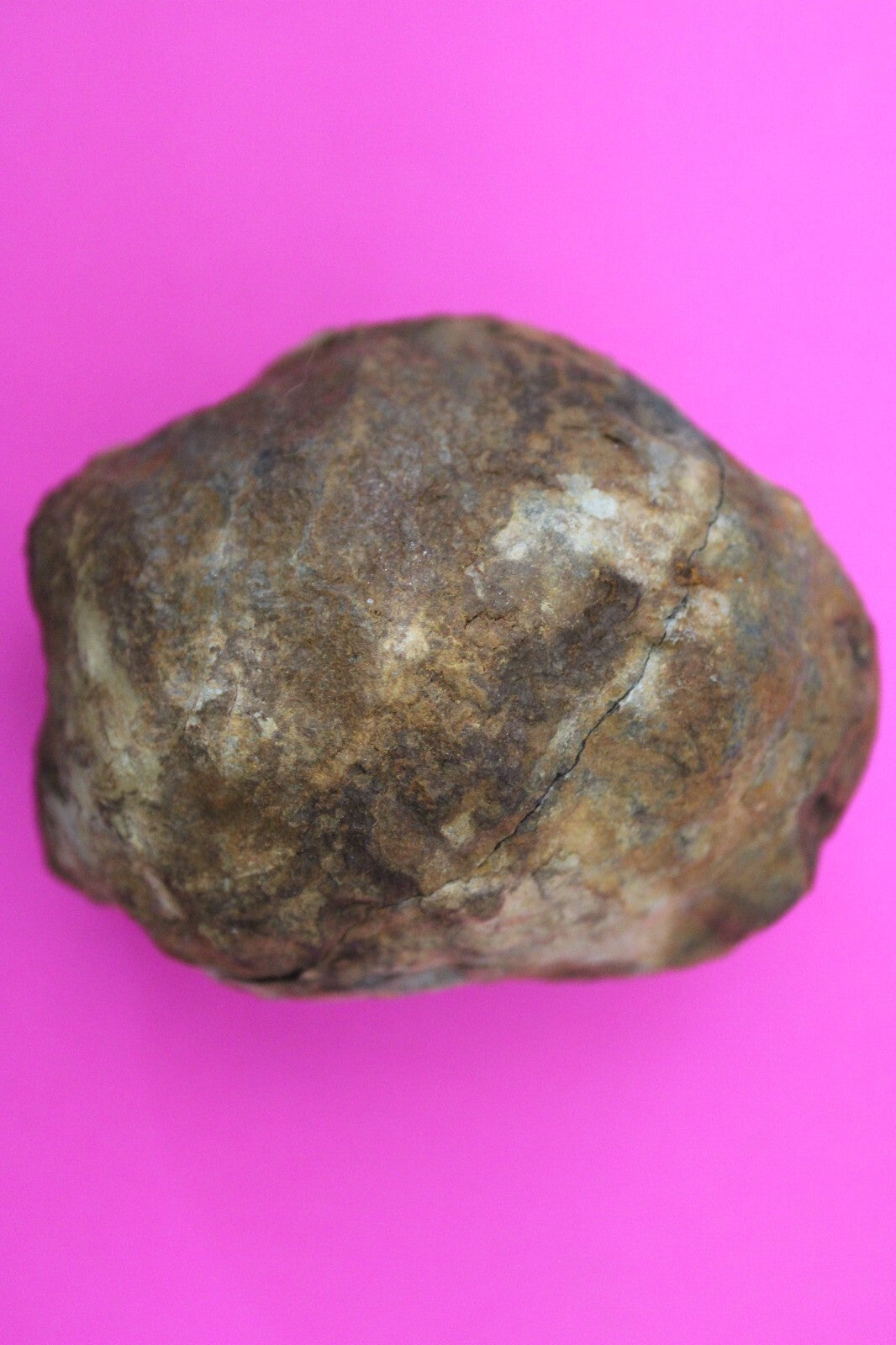 Authentic Trilobite Geode Real Fossil 450 Million Years Old Dinosaur Girl COA 25