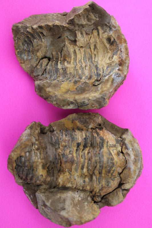 Authentic Trilobite Geode Real Fossil 450 Million Years Old Dinosaur Girl COA 24