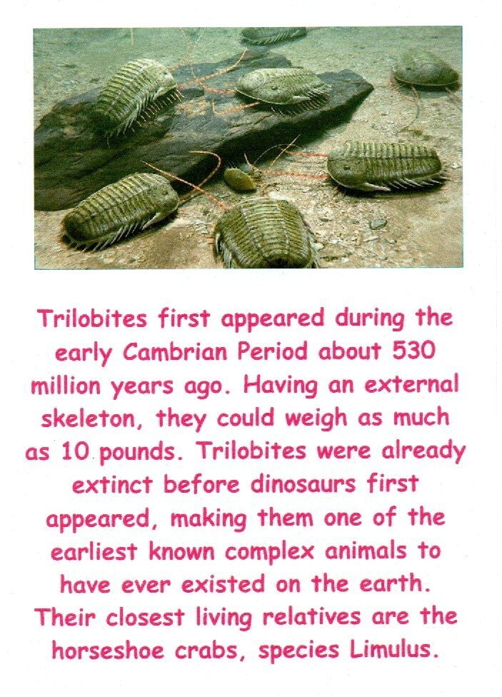 Authentic Trilobite Fossil 450 Million Years Old Genuine Dinosaur Girl COA 99