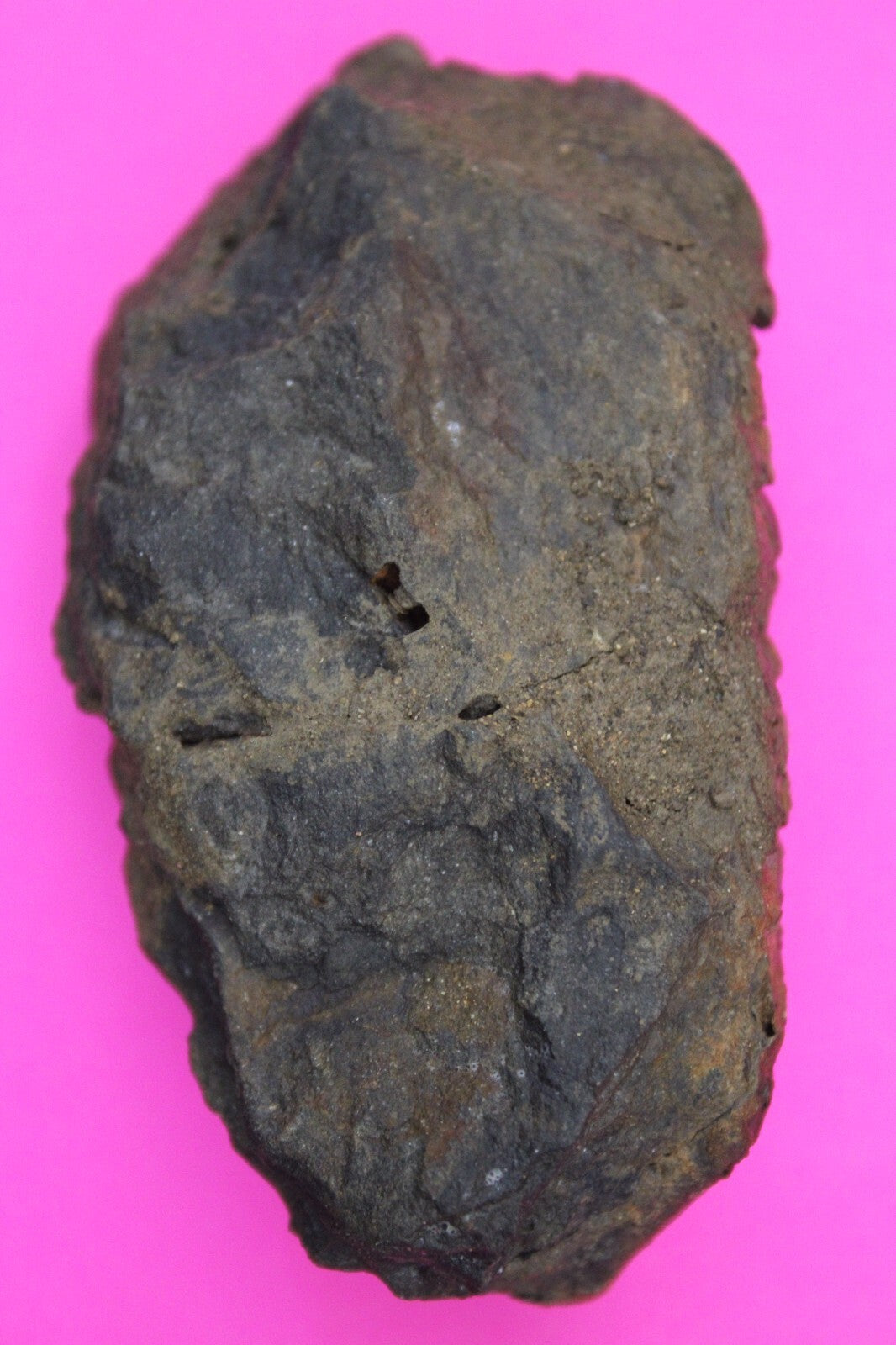 Authentic Trilobite Fossil 450 Million Years Old Genuine Dinosaur Girl COA 83