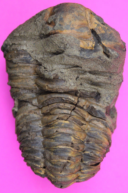 Authentic Trilobite Fossil 450 Million Years Old Genuine Dinosaur Girl COA 64