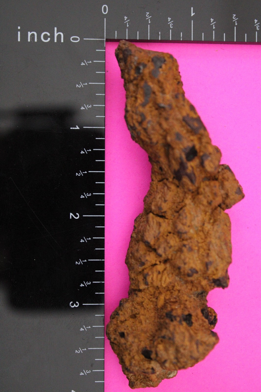 Giant Lizard Poop 5 Million Years Old Genuine Real Fossil Dinosaur Girl COA L18