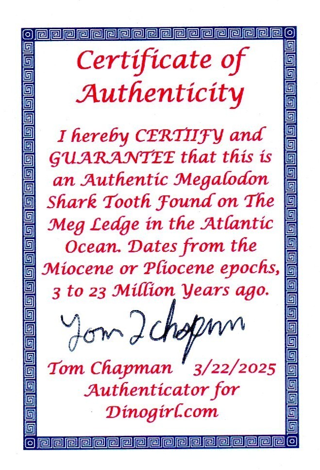 Authentic Megadolon Shark Tooth 3.37 Inch 79 Grams Fossil Dinosaur Girl COA M02