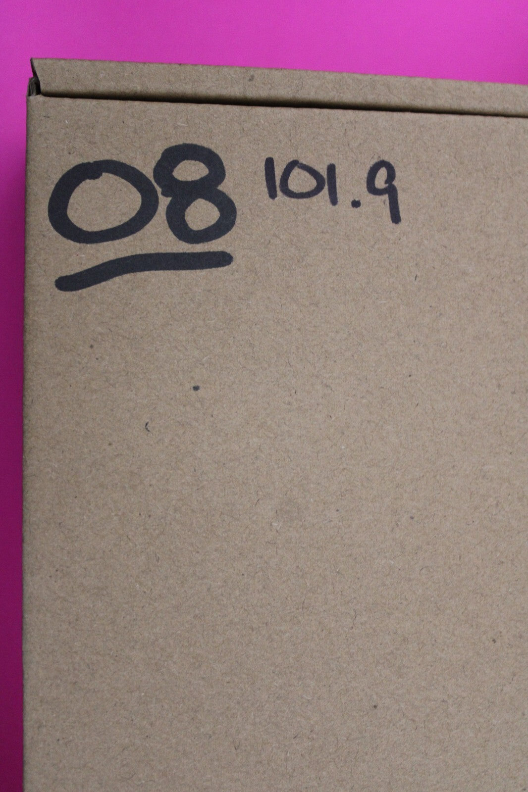 Authentic Trilobite Geode Real Fossil 450 Million Years Old Dinosaur Girl COA 08