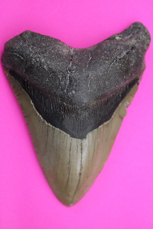 Authentic Megadolon Shark Tooth 4.7 Inch 185 Grams Fossil Dinosaur Girl COA M39