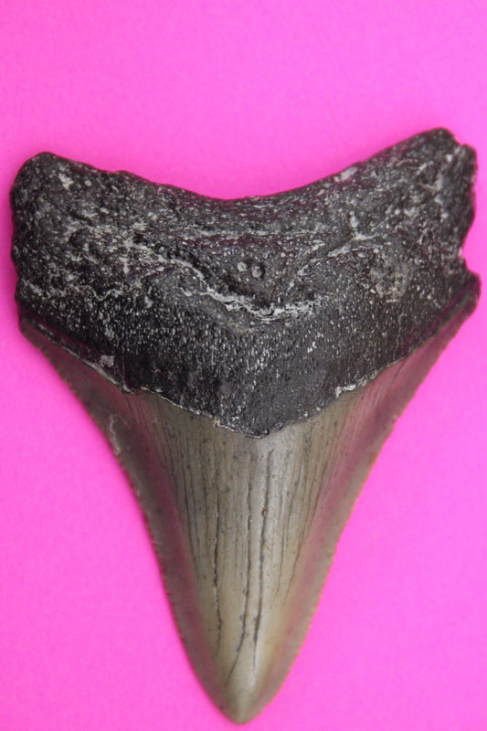 Authentic Megalodon Shark Tooth 2.39 Inches 30 Grams Fossil Dino Girl COA M32