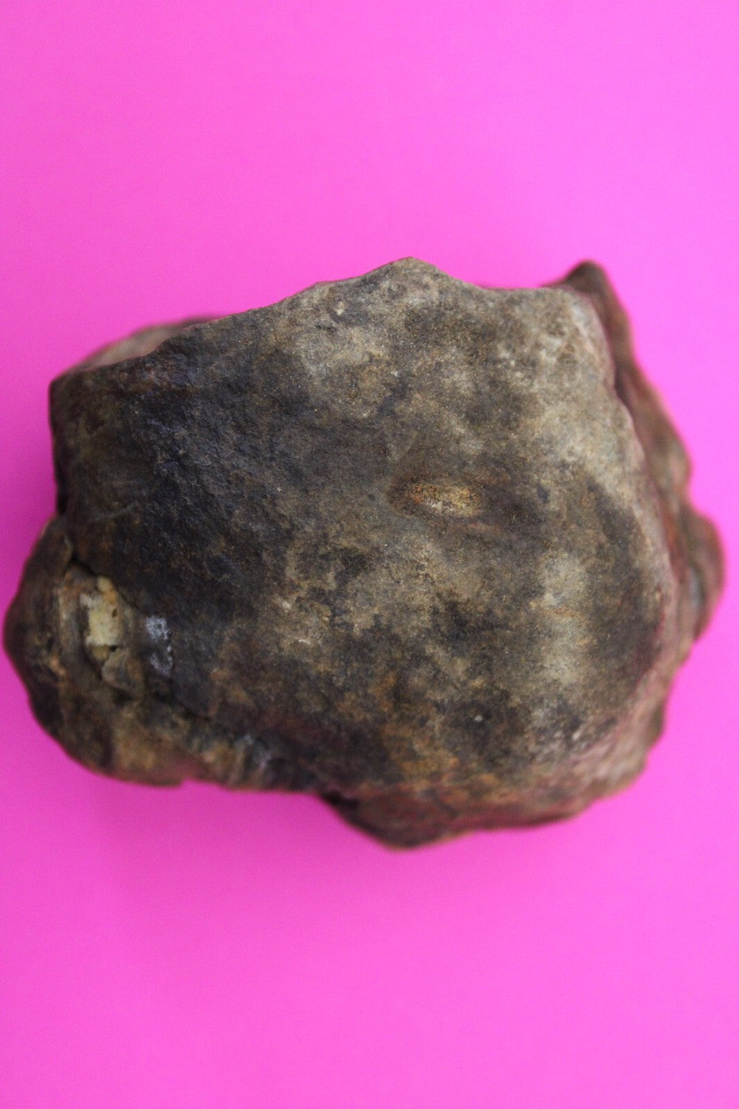 Authentic Trilobite Geode Real Fossil 450 Million Years Old Dinosaur Girl COA 05