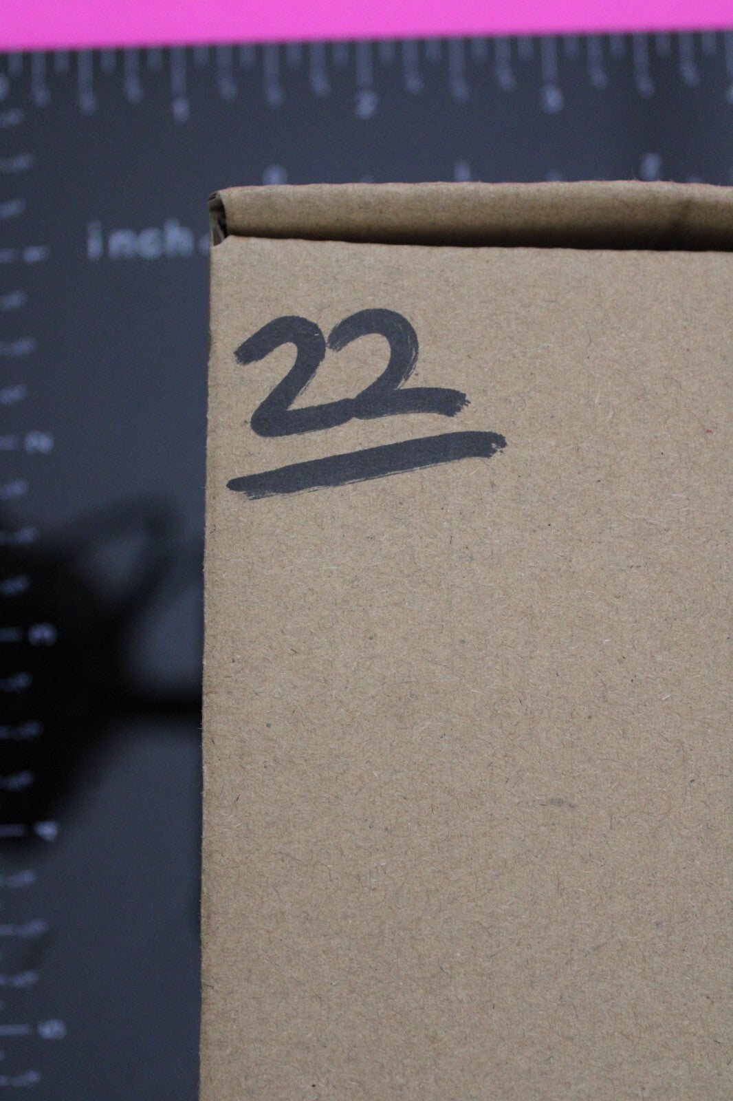 Authentic Trilobite Fossil 450 Million Years Old Genuine Dinosaur Girl COA 22