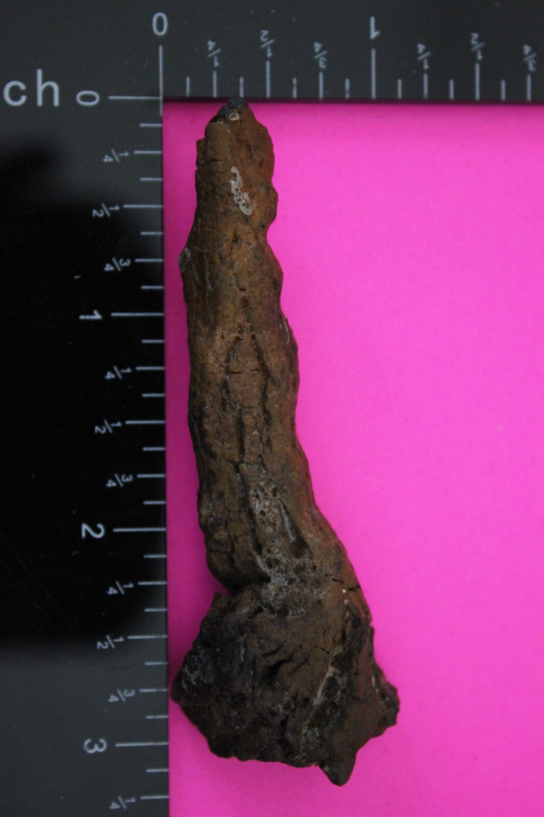 Giant Lizard Poop 5 Million Years Old Genuine Real Fossil Dinosaur Girl COA S04