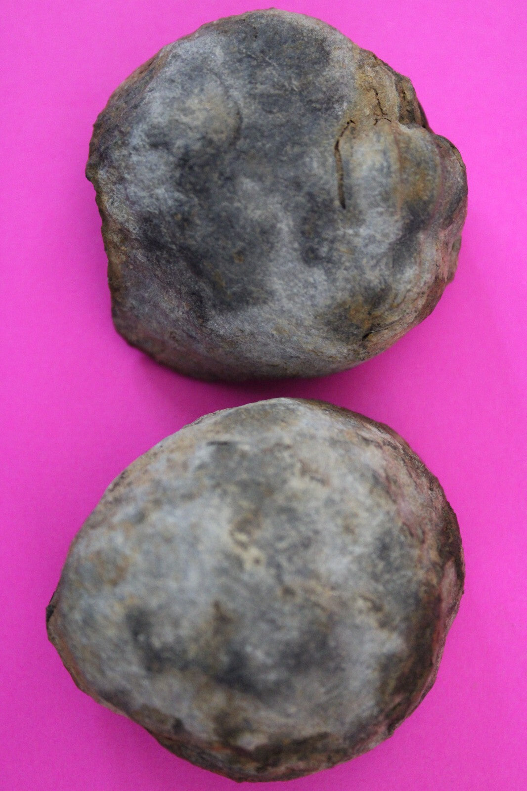 Authentic Trilobite Geode Real Fossil 450 Million Years Old Dinosaur Girl COA 22