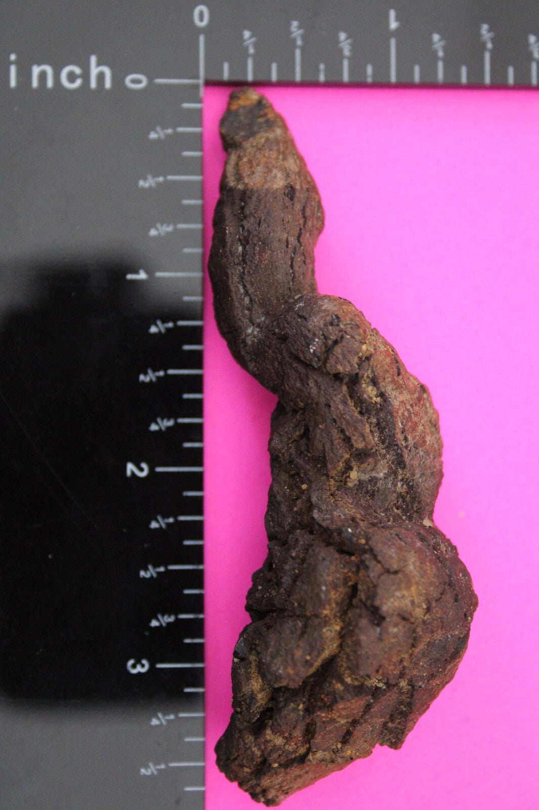 Giant Lizard Poop 5 Million Years Old Genuine Real Fossil Dinosaur Girl COA L25
