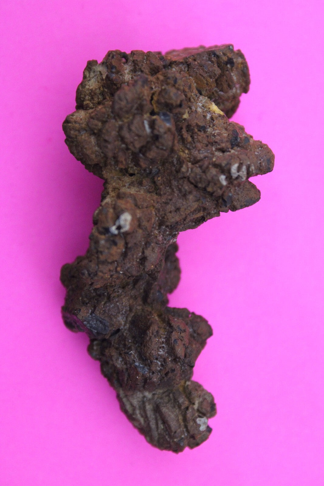 Giant Lizard Poop 5 Million Years Old Genuine Real Fossil Dinosaur Girl COA S62