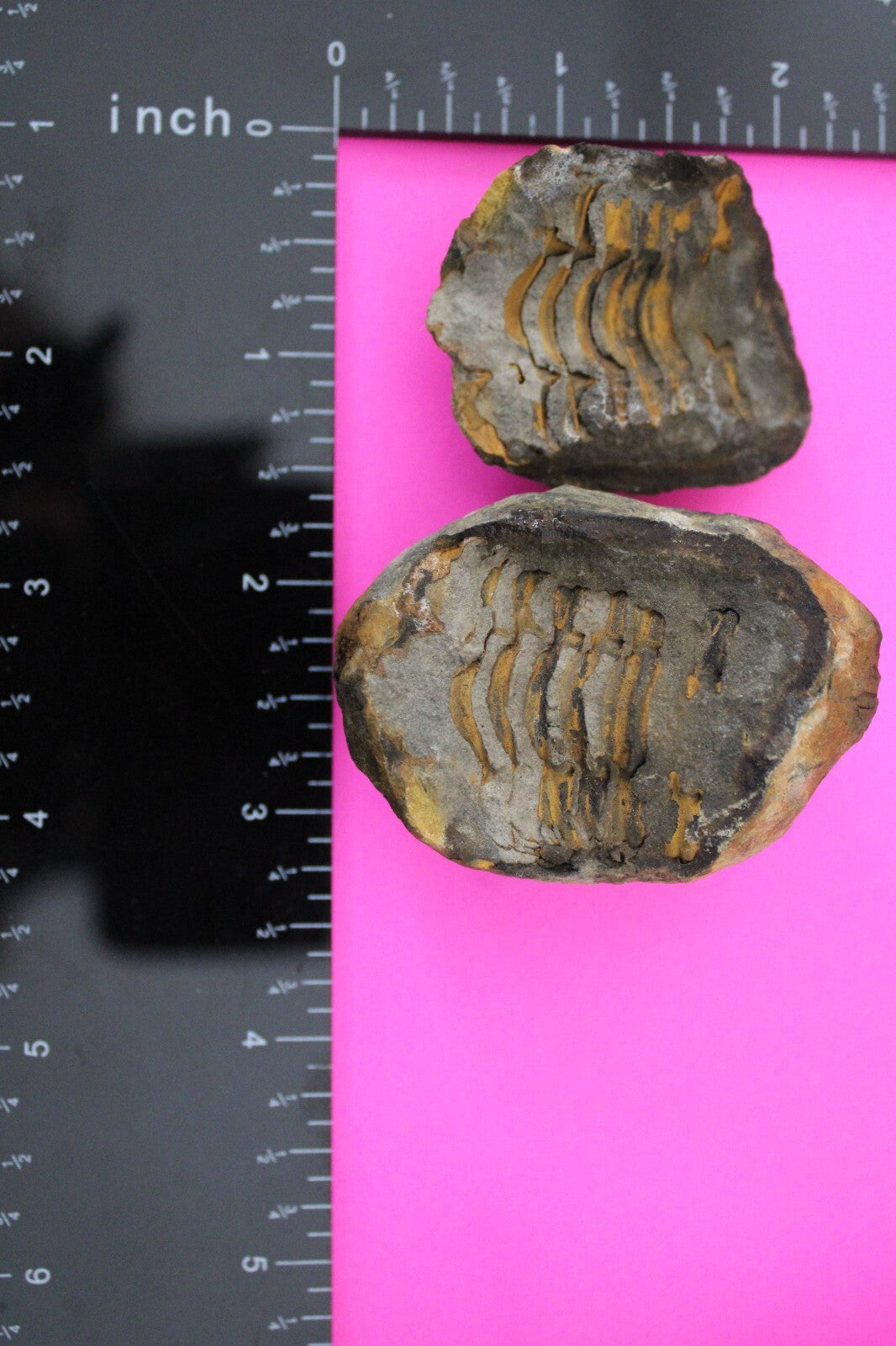 Authentic Trilobite Geode Real Fossil 450 Million Years Old Dinosaur Girl COA 06