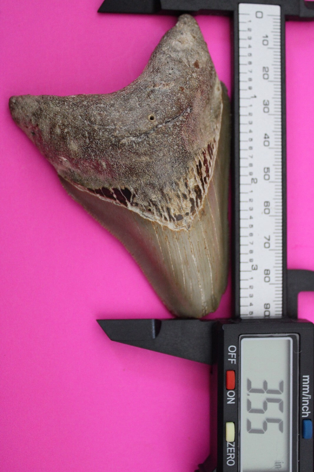 Authentic Megadolon Shark Tooth 3.55 Inch 90 Grams Fossil Dinosaur Girl COA M01