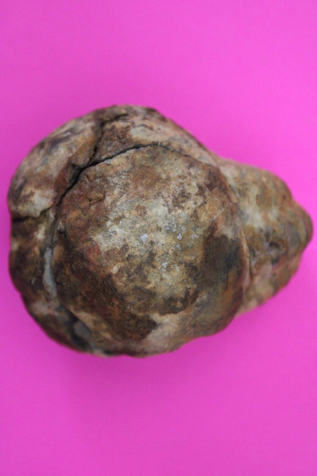 Authentic Trilobite Geode Real Fossil 450 Million Years Old Dinosaur Girl COA 15