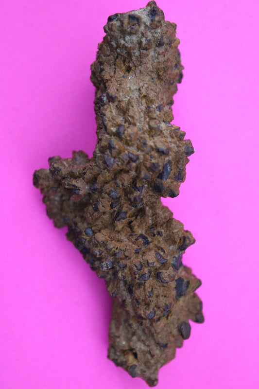 Giant Lizard Poop 5 Million Years Old Genuine Real Fossil Dinosaur Girl COA S67