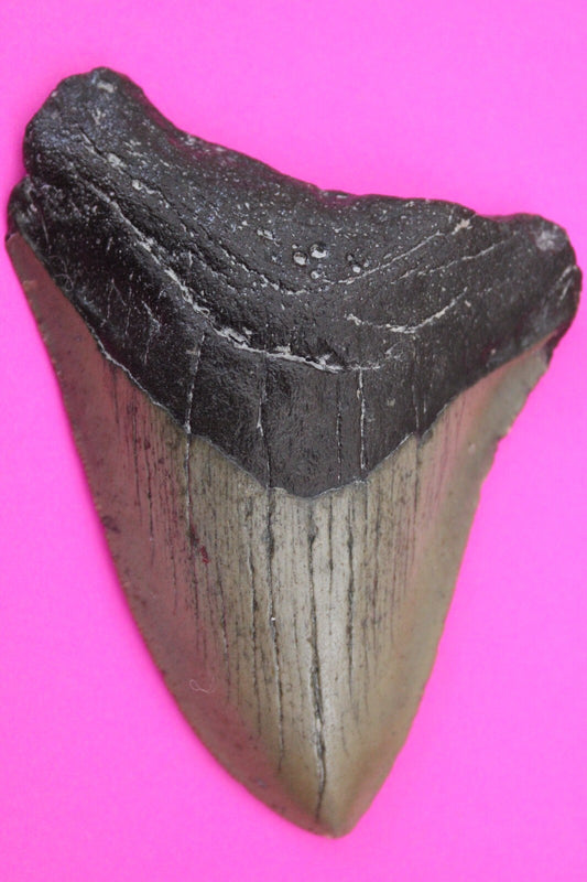 Authentic Megadolon Shark Tooth 3.68 Inch 72 Grams Fossil Dinosaur Girl COA M28