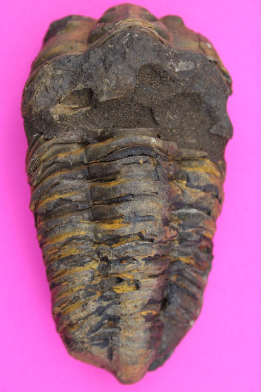 Authentic Trilobite Fossil 450 Million Years Old Genuine Dinosaur Girl COA 02