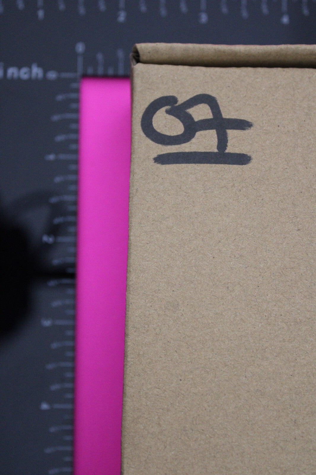 Authentic Trilobite Fossil 450 Million Years Old Genuine Dinosaur Girl COA 07