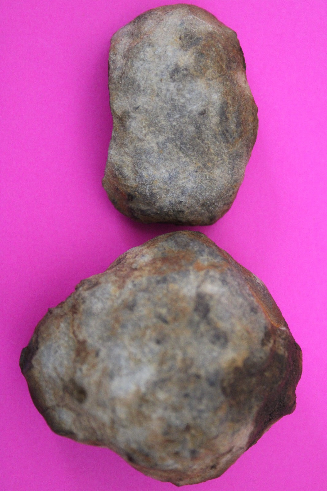 Authentic Trilobite Geode Real Fossil 450 Million Years Old Dinosaur Girl COA 04