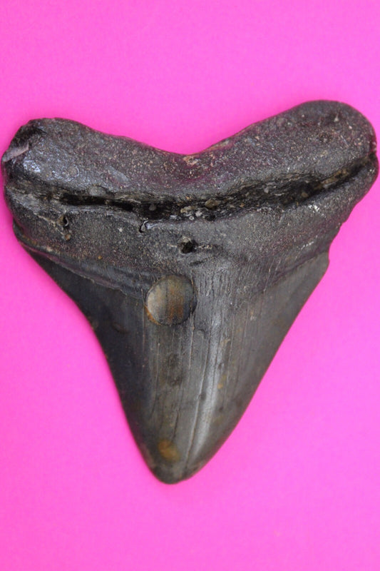 Authentic Megadolon Shark Tooth 3.05 Inch 64 Grams Fossil Dinosaur Girl COA M29